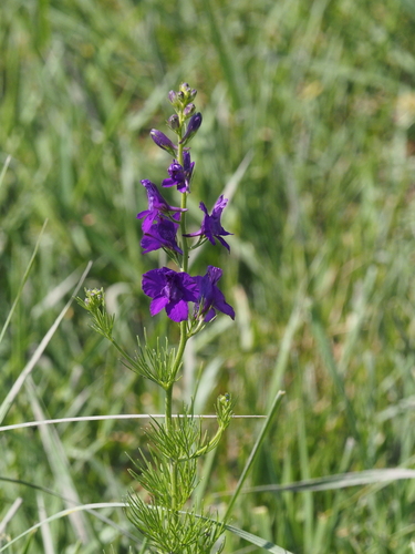 Image of Consolida orientalis by (c) gwynmwilliams, some rights reserved (CC BY)