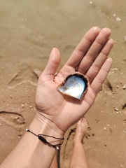 Arabian Pearl Oyster
