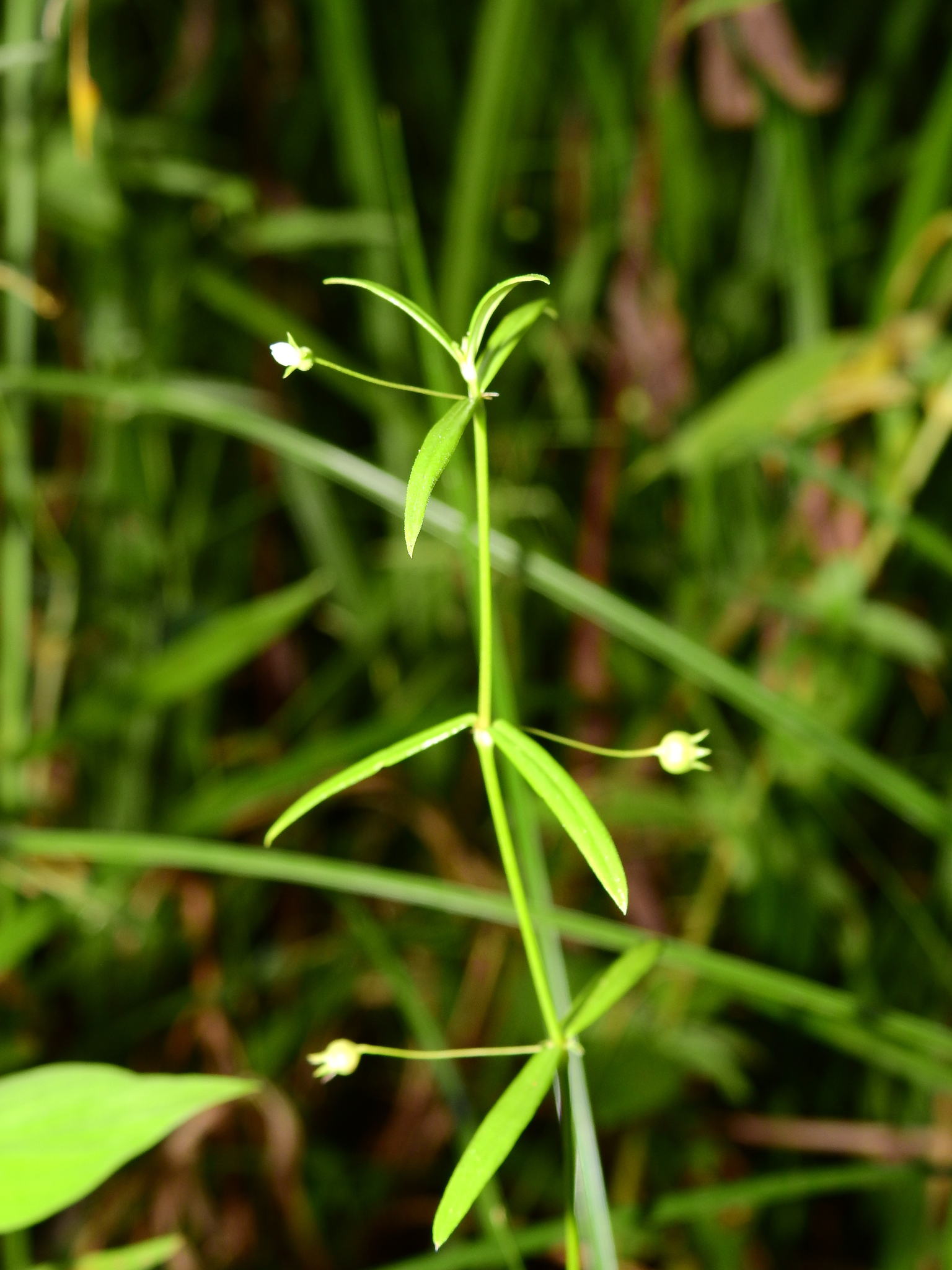 Oldenlandia lancifolia