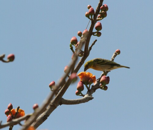 Village Weaver