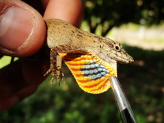 Anolis unilobatus