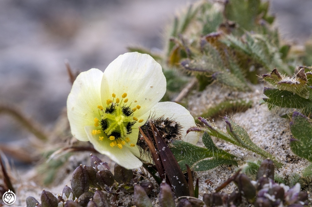 Arctic Poppy from Arkhangel'skaya oblast', Russian Federation on July ...