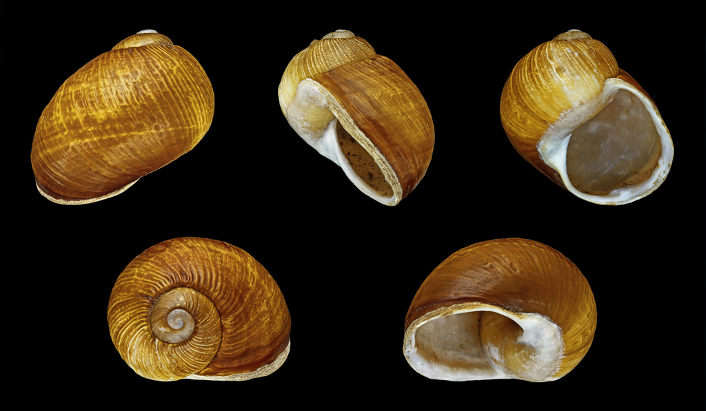 Green Gardensnail