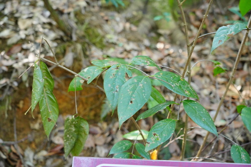 Chimonanthus grammatus