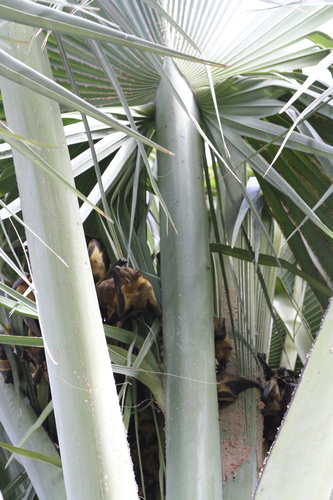 Straw-coloured Fruit Bat
