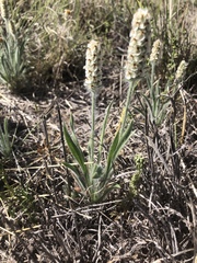 Plantago helleri