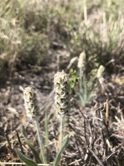 Plantago helleri