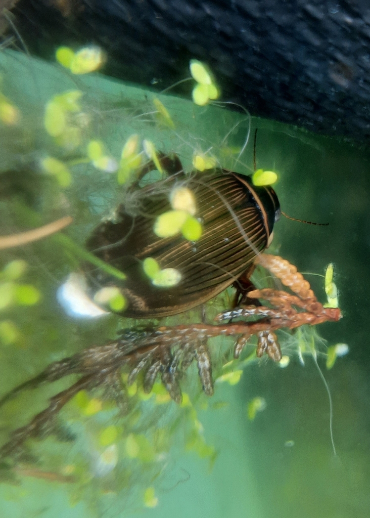 Great Diving Beetle In January 2024 By Sirhck INaturalist   Large 