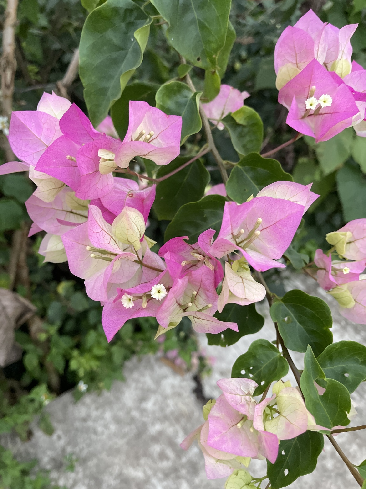 Imagem de Primavera