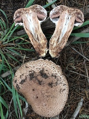 Agaricus pattersoniae