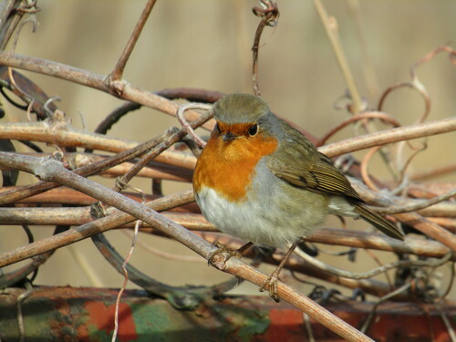 Petirrojo europeo (Erithacus rubecula)