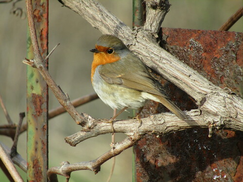 Petirrojo europeo (Erithacus rubecula)