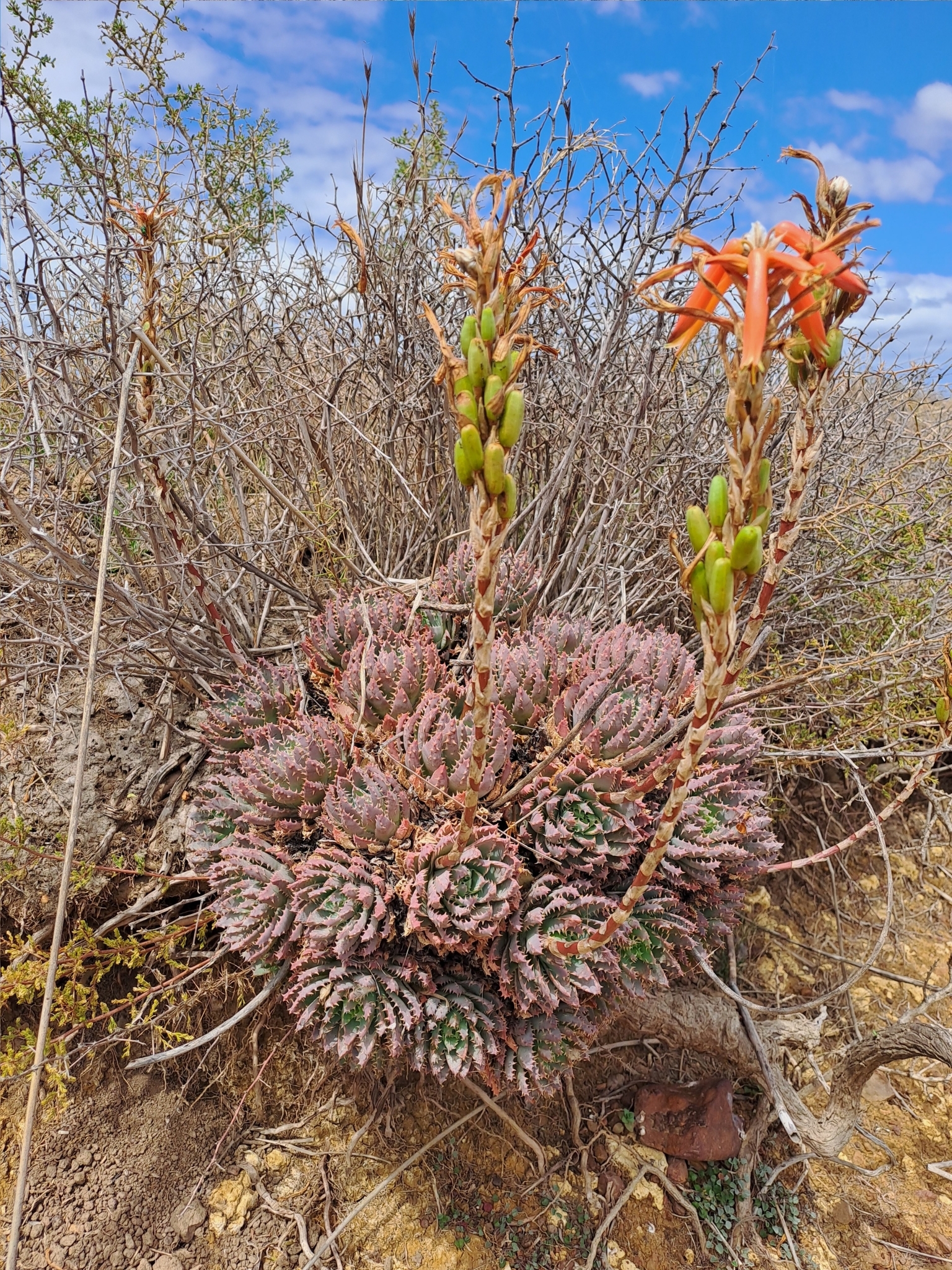 Short Leaved Aloe (Aloe brevifolia)