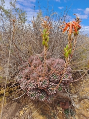 Aloès À Feuilles Courtes (Aloe brevifolia)