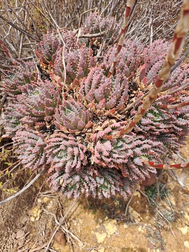 Aloe brevifolia
