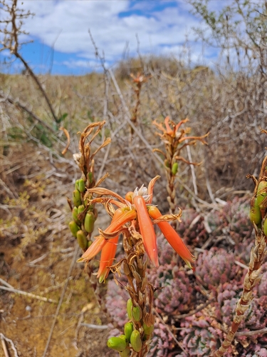 Aloe brevifolia
