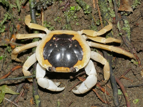 Hartnollius nobilii