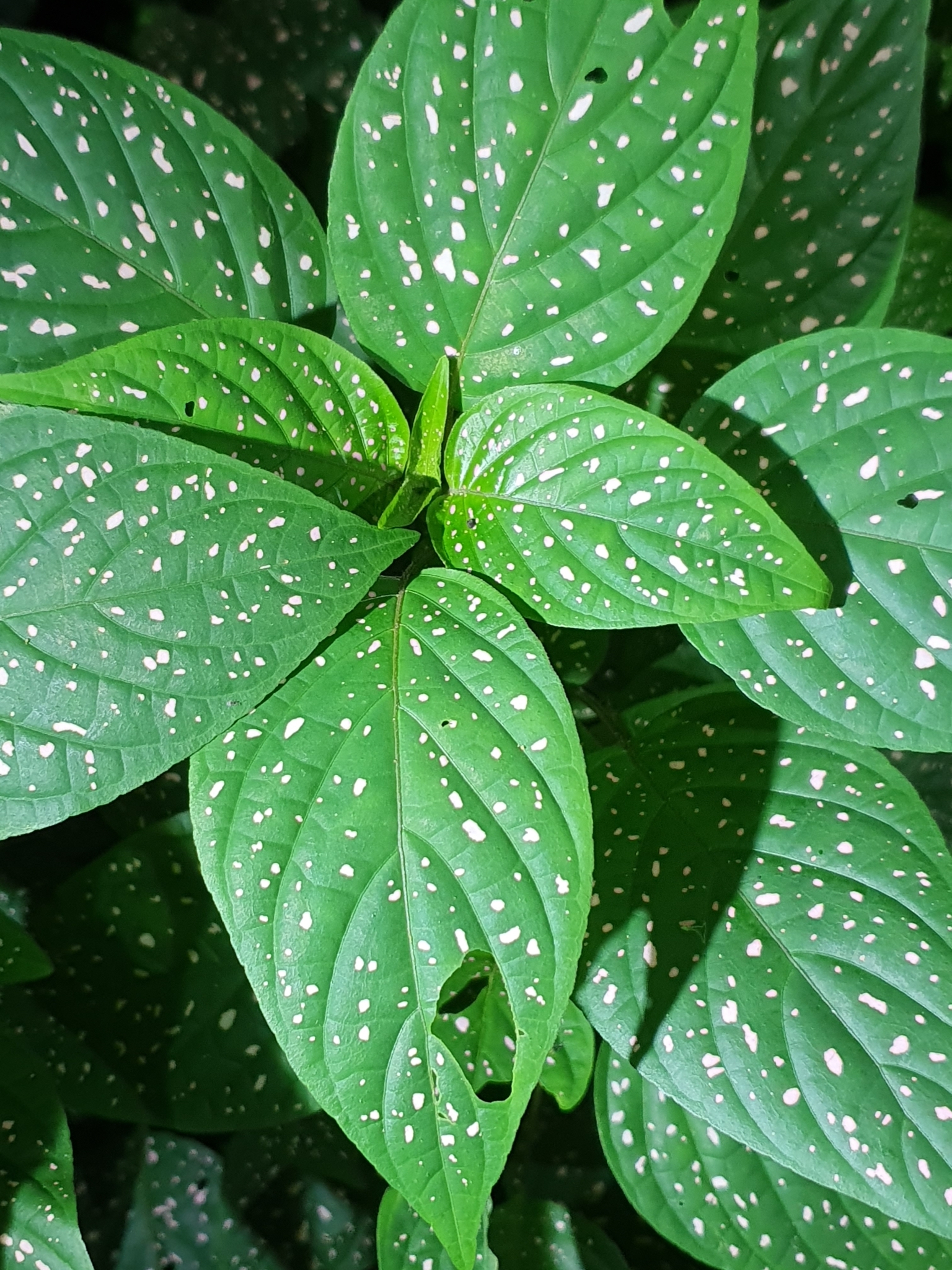 Imagem de Planta-pintada