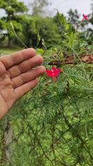 Ipomoea quamoclit image