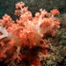 骨穗軟珊瑚屬 - Photo 由 黃淑真 所上傳的 (c) 黃淑真，保留部份權利CC BY-NC