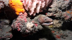 Enchelycore lichenosa