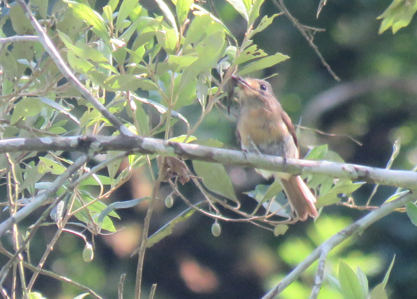 Rusty-breasted Nunlet (Nonnula rubecula), photo 7