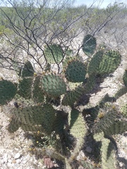 Opuntia strigil