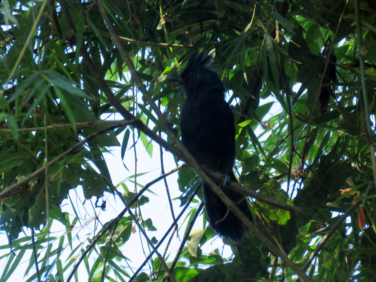 Tufted Antshrike (Mackenziaena severa), photo 10