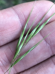 Bromus pubescens