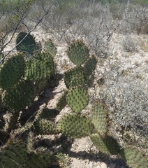 Opuntia strigil