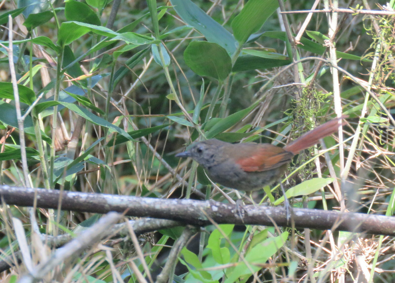 Grey-bellied Spinetail (Synallaxis cinerascens), photo 7