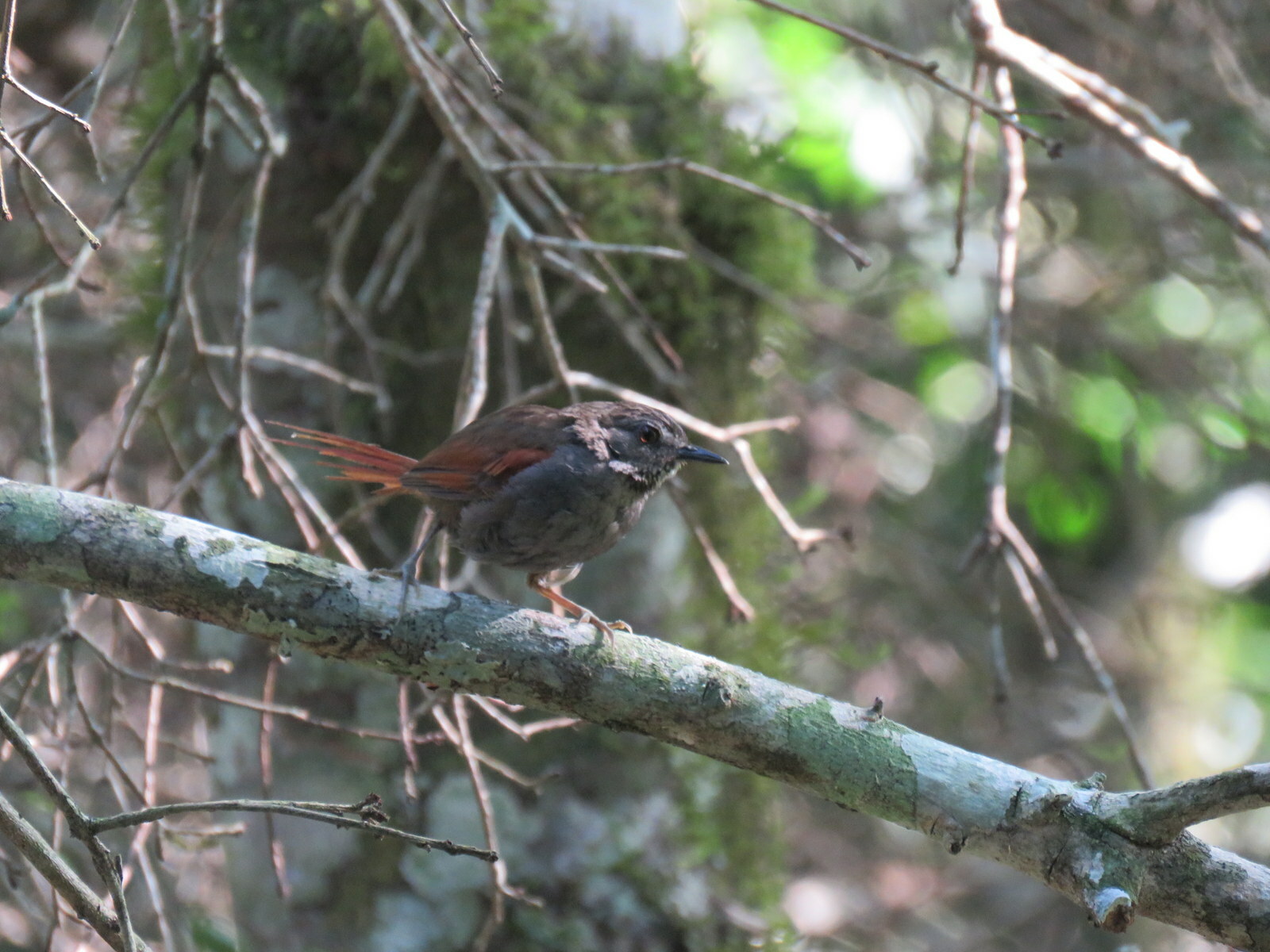Grey-bellied Spinetail (Synallaxis cinerascens), photo 8