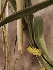 Condicinae