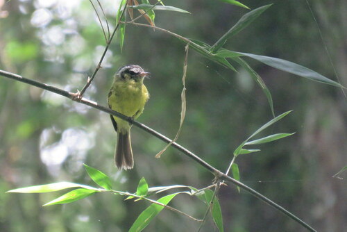 Southern Bristle Tyrant (Pogonotriccus eximius), photo 7