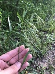 Bromus pubescens