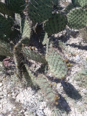 Opuntia strigil