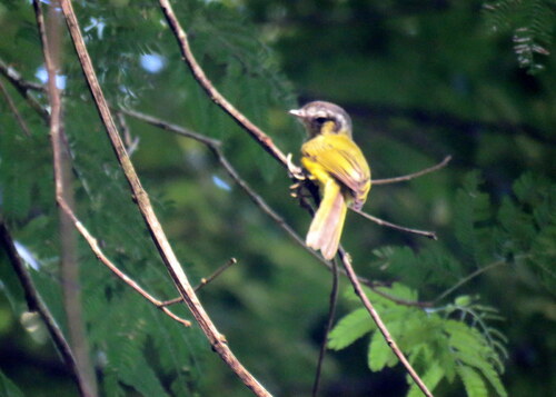 Southern Bristle Tyrant (Pogonotriccus eximius), photo 10