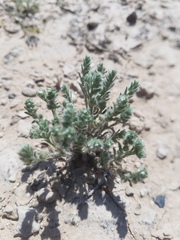 Cryptantha mexicana