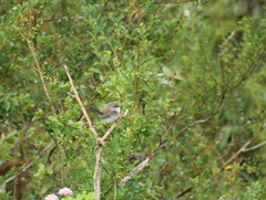 Malurus