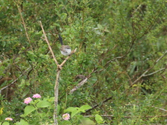 Malurus