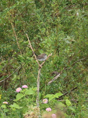 Malurus