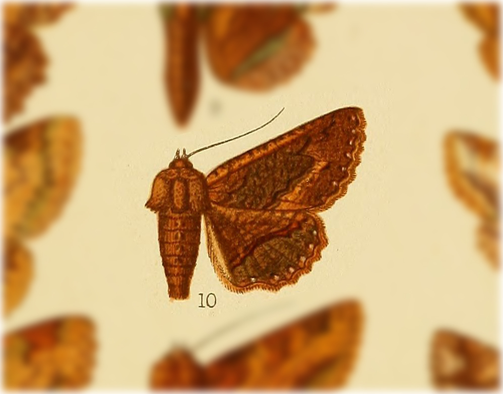 Zale fuliginosa
