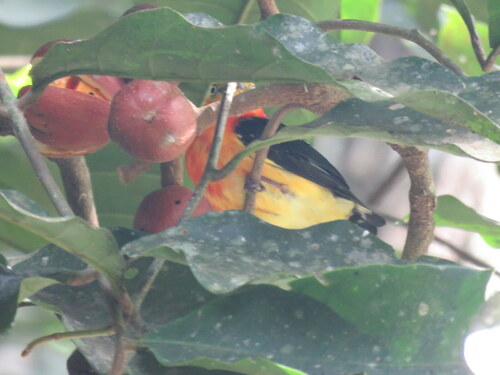 Band-tailed Manakin