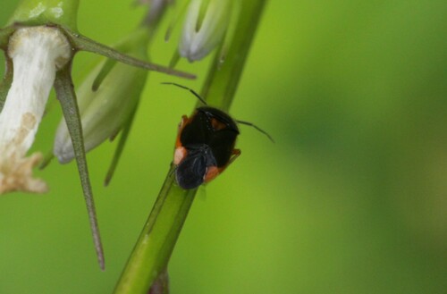 Strongylocoris erythroleptus