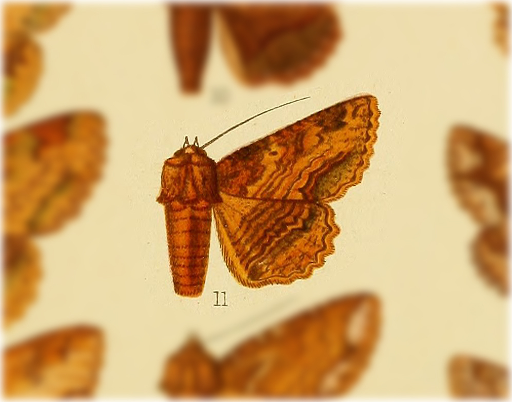 Zale rufosa