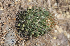 Coryphantha octacantha