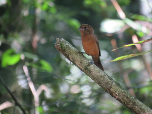 Blackish-blue Seedeater (Amaurospiza moesta), photo 4