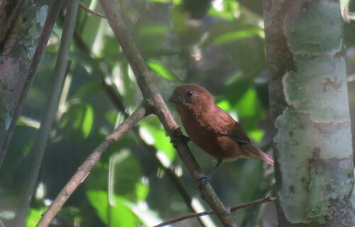 Blackish-blue Seedeater (Amaurospiza moesta), photo 7