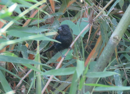 Blackish-blue Seedeater (Amaurospiza moesta), photo 2