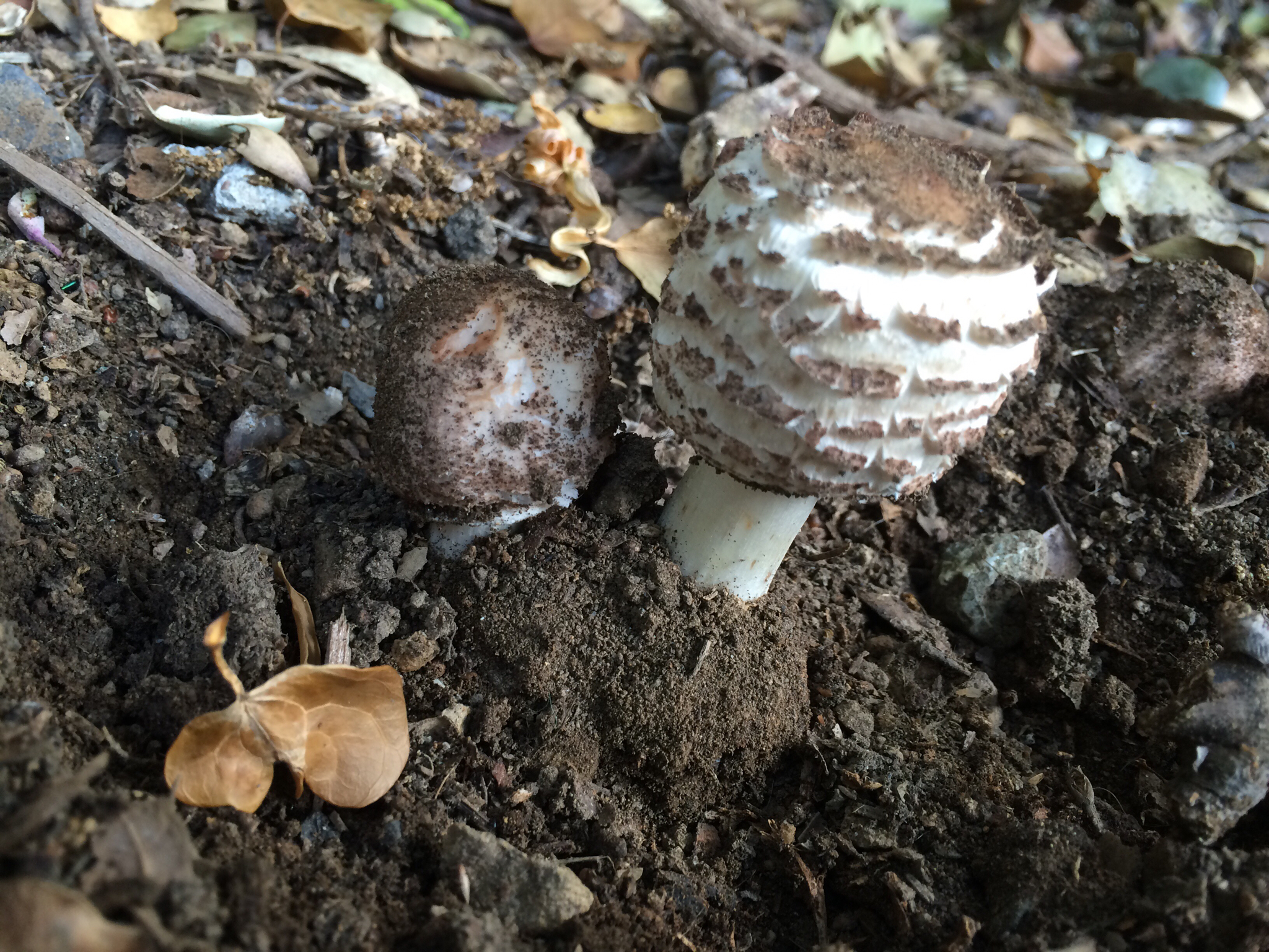Chlorophyllum brunneum image